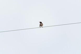 电线上的小鸟