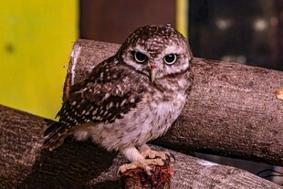 呆萌小猫头鹰栖息树枝上