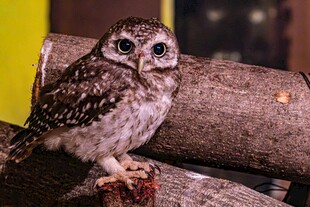 呆萌小猫头鹰栖息于木上