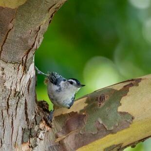 树干上的小巧鸟儿