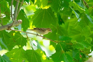 绿叶间栖息的小鸟