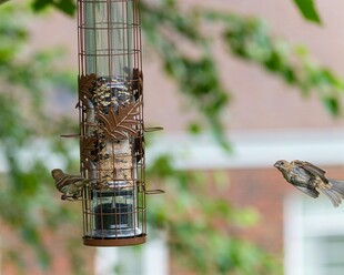 鸟儿在喂食器旁进食