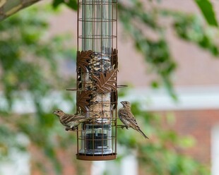 鸟儿在喂食器上进食