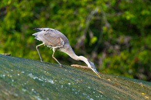灰鹭俯身觅食于绿叶间