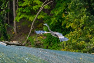 飞鸟掠过绿意盎然的景致