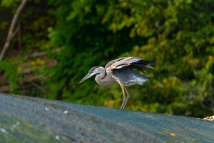 屋顶上展翅的灰鹭