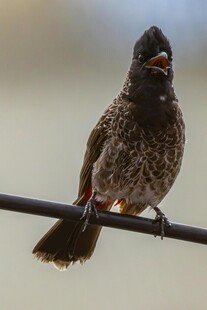 栖息于杆上的深色小鸟