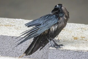 站立的黑羽乌鸦