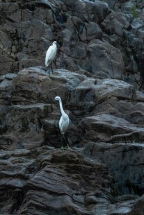 岩石上的两只白色鸟儿