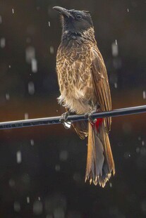 雨中栖于电线上的小鸟
