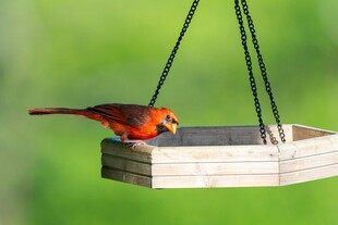 红雀立于悬挂式鸟食器
