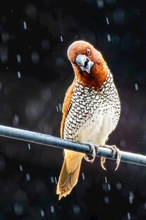 雨中栖息的珍珠鸟