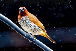 多彩小鸟栖息枝头