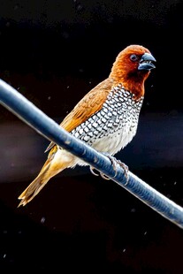 棕头小鸟栖于金属杆上