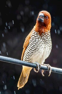 棕头小鸟栖于杆上