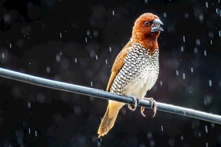 雨中栖息的多彩鸟儿