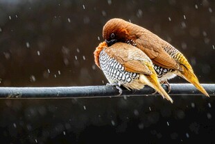 依偎的鸟儿在雨中