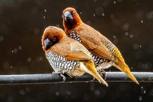 两只彩羽小鸟依偎在杆上