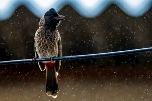 电线上的黑顶噪鹛