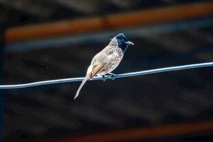 电线上的小鸟