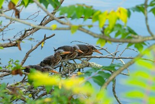 树枝上栖息的两只小鸟