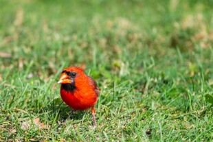 草地上的红色小鸟