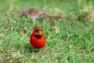 红衣主教鸟立于翠绿草地