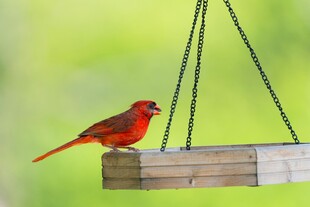 红鸟立于悬挂木板上