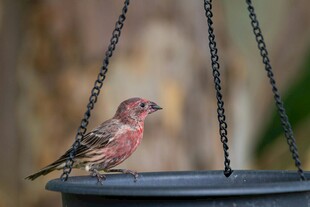 栖息于喂鸟器上的小鸟