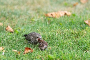 草地上的小松鼠