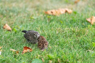 草地上觅食的两只小鸟
