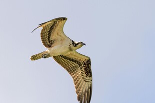 翱翔天际的鱼鹰