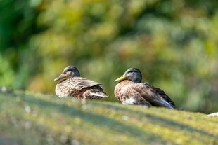 两只野鸭休憩于草地