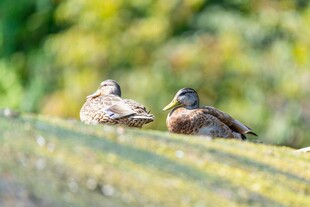 草地上休憩的两只鸭子