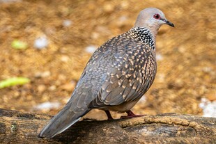 灰羽斑鸠立于石上