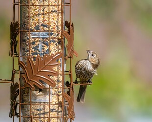 小鸟立于特色鸟食器旁