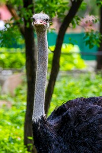 动物园中站立的鸵鸟