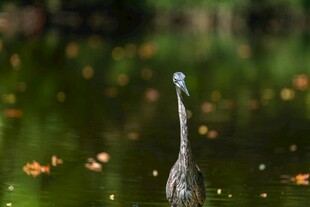 水中鹭鸟 身姿优雅