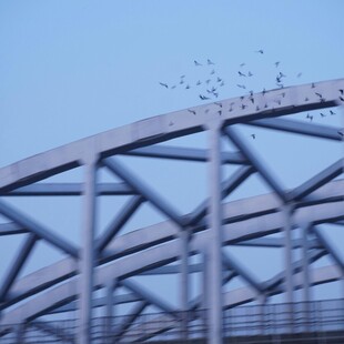 钢梁上的飞鸟