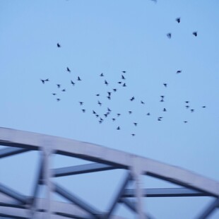 飞鸟掠过桥梁上空