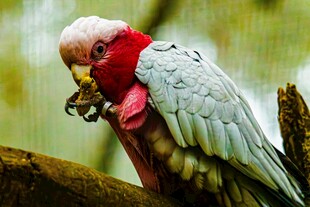 红颈鹦鹉栖息于枝头