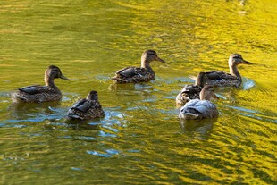 水中 弋的一群鸭子