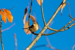 枝头小鸟与秋叶