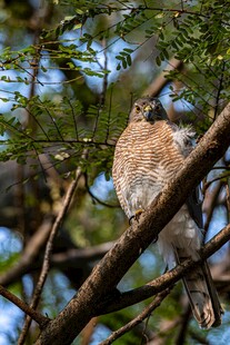枝头栖息的小鸟