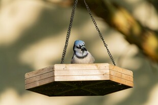 小鸟栖息于悬挂木平台