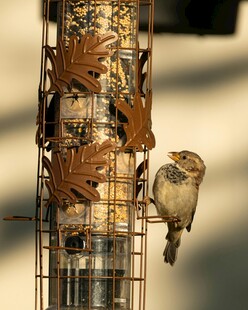 小鸟立于装饰鸟食器旁