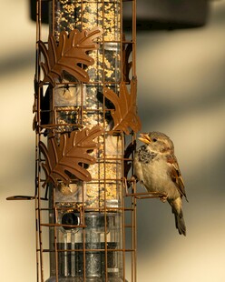 小鸟在喂食器上进食