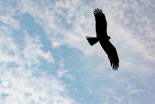 翱翔天际的雄鹰