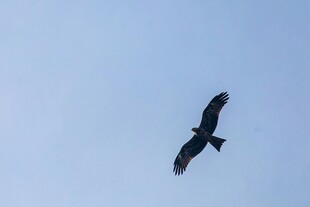 蓝天中翱翔的飞鸟