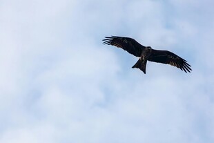 天空中翱翔的黑色飞鸟